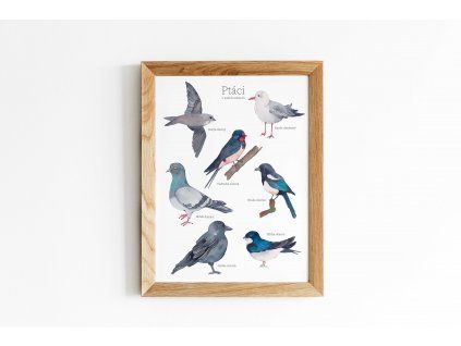 plakat ptaci mesto